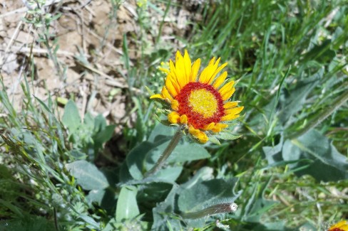 Blanket flower, Gaillardia aristata, Asteraceae (sunflower),Mesa trail 05202016