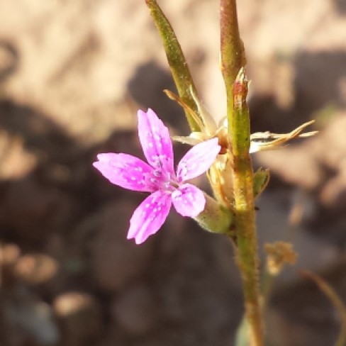Deptford Pink (Dianthus armeria), family Caryophyllaceae (Pink) Shanahan ridge, 08232016 (2)