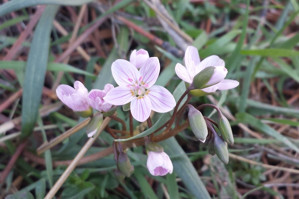Spring beauty, Claytonia rosea, Portulacaceae (Purslane), Southfork Shanahan ridge 04022016