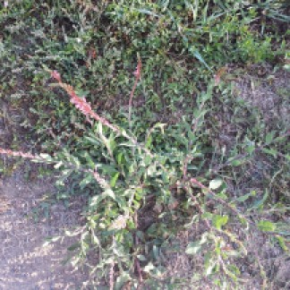 velvetweed-oenothera-curtiflora-onagraceae-evening-primrose-coal-creek-trail-09172016-2