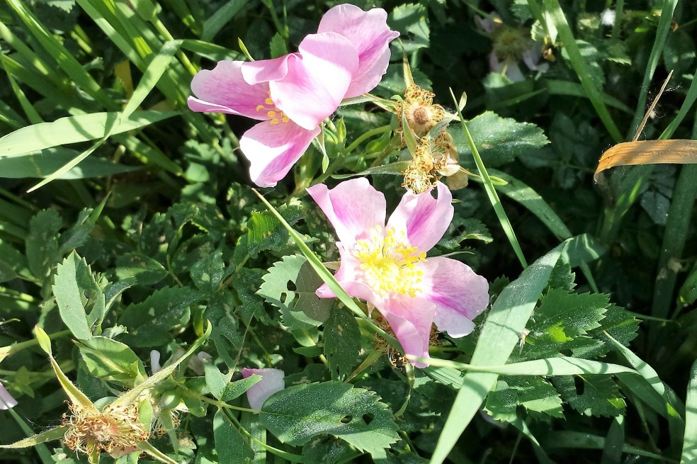 Woods rose Rosa woodsii, Rosaceae (Rose), Louisville 06182016.jpg