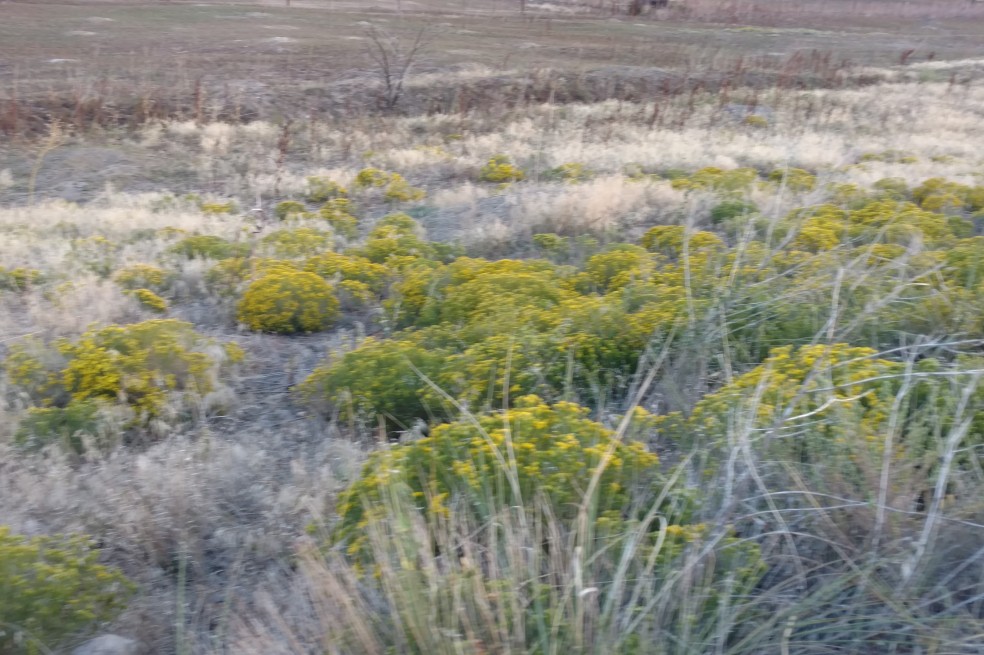 Rabbitbrush, Chrysothamnus sp. Asteraceae (Sunflower), Coal creek trail 08312017 (9)