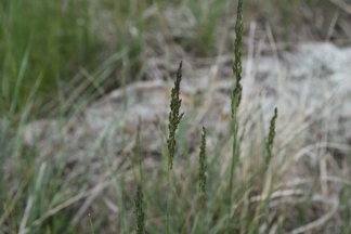 big bluestem grass, Rabbit Mountain 05232018 (2)