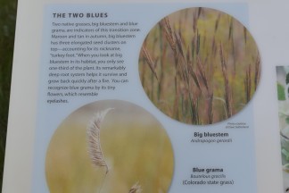 big bluestem grass, Rabbit Mountain 05232018 (4)