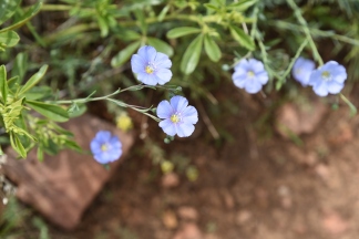 Blue flax, Adenolinum lewisii, Linaceae (Flax), Rabbit Mountain 05232018 (8)
