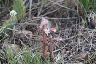 clustered broomrape, Orobanche fasciculata, Orobanchaceae (Broomrape), Rabbit Mountain 05232018 (11)
