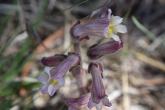 clustered broomrape, Orobanche fasciculata, Orobanchaceae (Broomrape), Rabbit Mountain 05232018 (4)