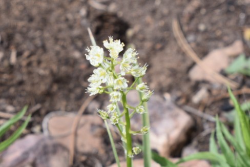Death camas, Toxicoscordion venenosum, Melanthiaceae (False Hellebore). Rabbit Mountain 05232018 (2)