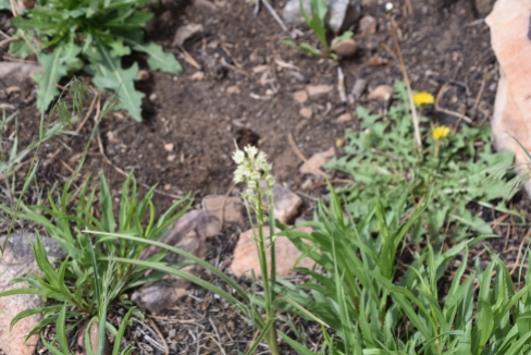 Death camas, Toxicoscordion venenosum, Melanthiaceae (False Hellebore). Rabbit Mountain 05232018 (3)