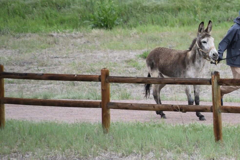 donkey on trail (2)