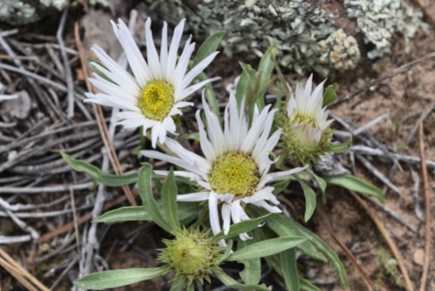easter daisy or stemless townsendia, Townsendia exscapa, Asteraceae (Sunflower) Rabbit Mountain 05232018 (4)