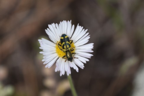 fleabane, Erigeron sp. Maybe Erigeron colo-mexicanus, with ornate checkered beetle, Rabbit Mountain 05232018 (1)