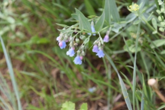 Foothills mertensia Mertensia lanceolata – Boraginaceae (Borage), Rabbit Mountain 05232018