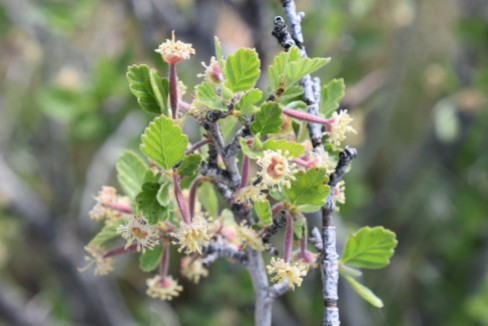 mountain mahogany, Cercocarpus montanus, Rosaceae (Rose), Rabbit Mountain 05232018 (5)