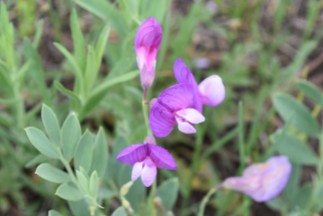 pea American vetch, Vicia americana) purple, Rabbit Mountain 05232018 (2)
