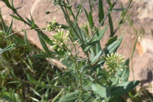 Probalby Lens Pod Pepperwort, Lepidium chalepensis, Brassicaceae (Mustard) Rabbit Mountain 05232018 (15)