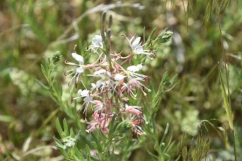 scarlet guara, Scarlet Gaura, Gaura coccinea, Onagraceae (Evening Primrose) Rabbit Mountain 05232018 (5)