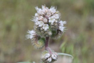 scorpionweed, Phacelia heterophylla, Hydrophyllaceae (Waterleaf) Rabbit Mountain 05232018 (265)