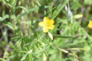 slender yellow woodsorrel, Oxalis dillenii, Oxalidaceae (Flax) Rabbit Mountain 05232018 (2)
