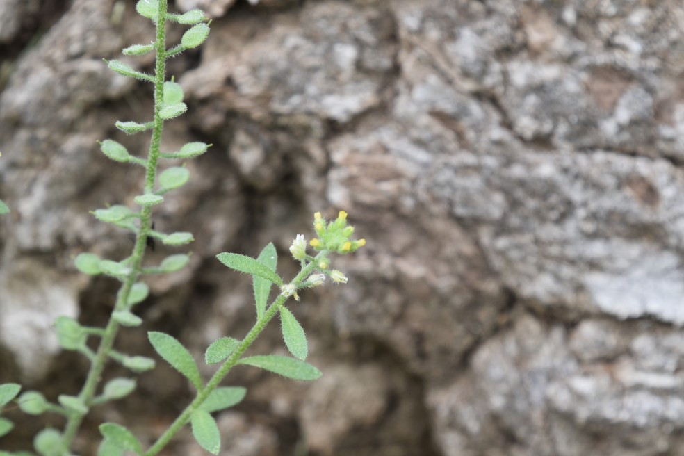 Small-flowered Alyssum, Alyssum parviflorum or Alyssum minus, Brassicaceae (Mustard), coal creek 05202018