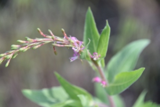 Velvetweed, Oenothera curtiflora, Onagraceae (Evening Primrose) Rabbit Mountain 05232018 (2)