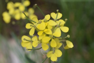 Wallflower, Erysimum capitatum, Brassicaceae (Mustard) Rabbit Mountain 05232018 (3)