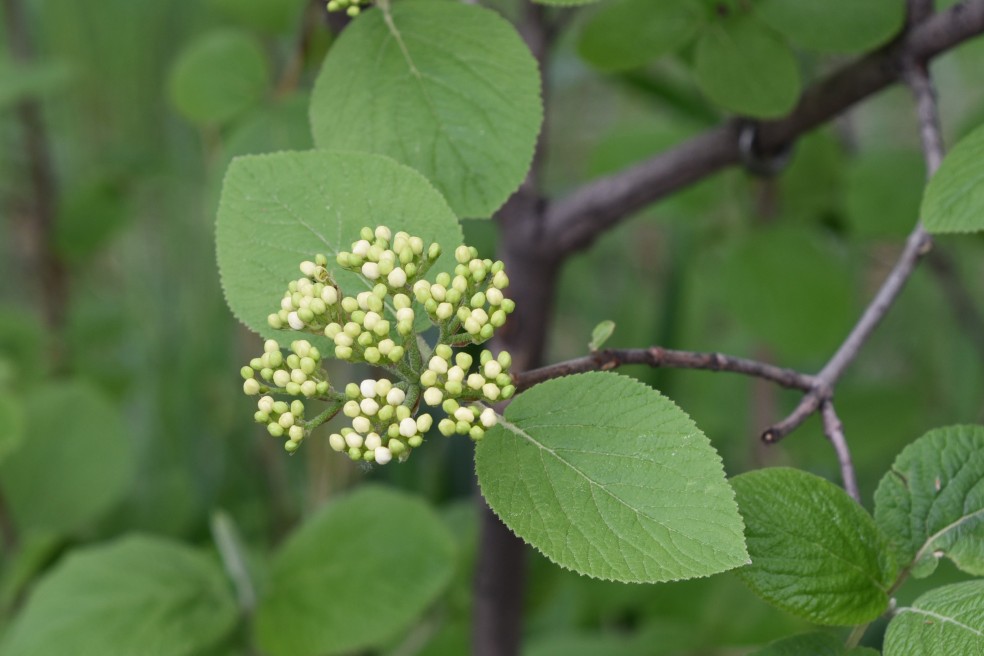 Wayfaring Tree Viburnum lantana, Elderberry (Adoxaceae), Coal creek trail, 05202018(introduced species)