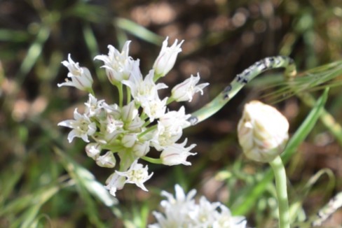 White onion, Allium textile, Alliaceae (Onion) Rabbit Mountain 05232018 (7)
