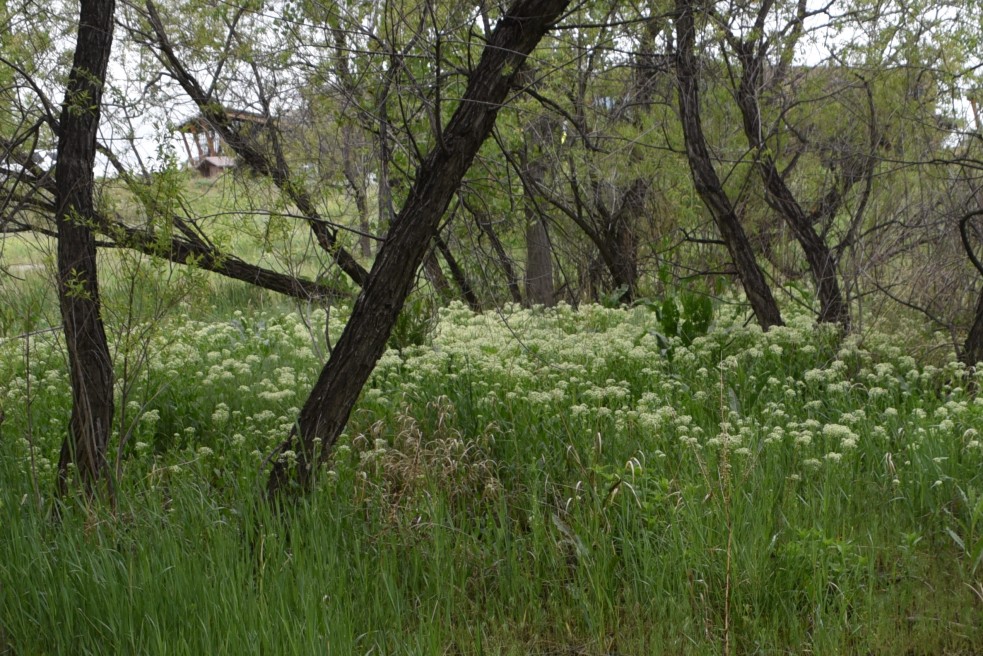 whitetop aka hoary cress, Cardaria draba (CO nox weed ID), aka. Lepidium draba, coal creek 05202018 (2)