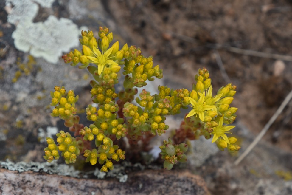 Yellow Stonecrop, Sedum lanceolatum, Crassulaceae (Stonecrop), Rabbit Mountain 05232018 (2)